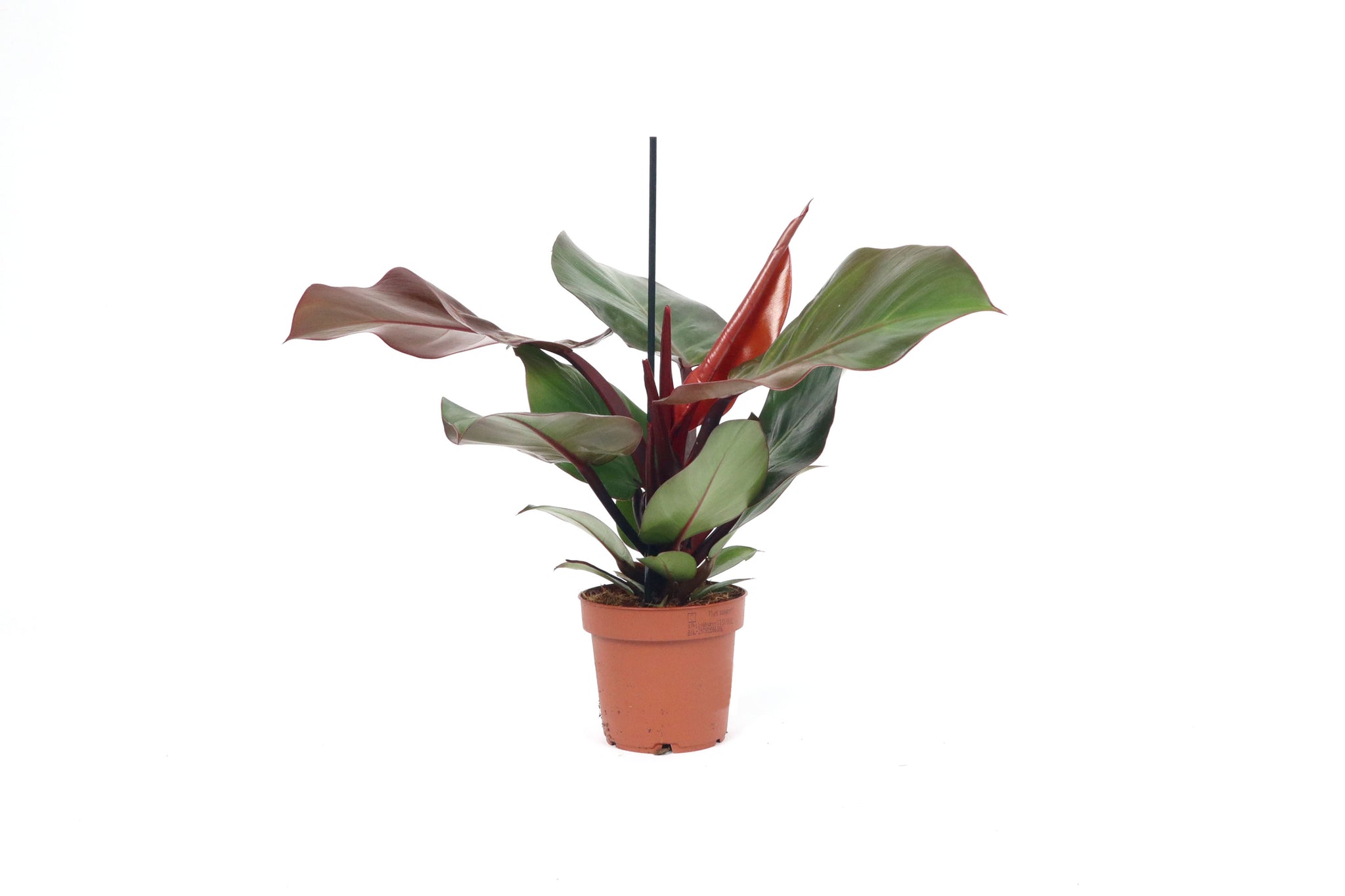 Philodendron 'Sunlight'  Conservatory Archives