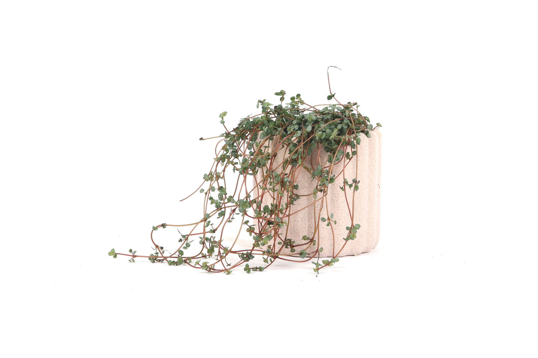 Pilea glaucophylla 'Greyzy'