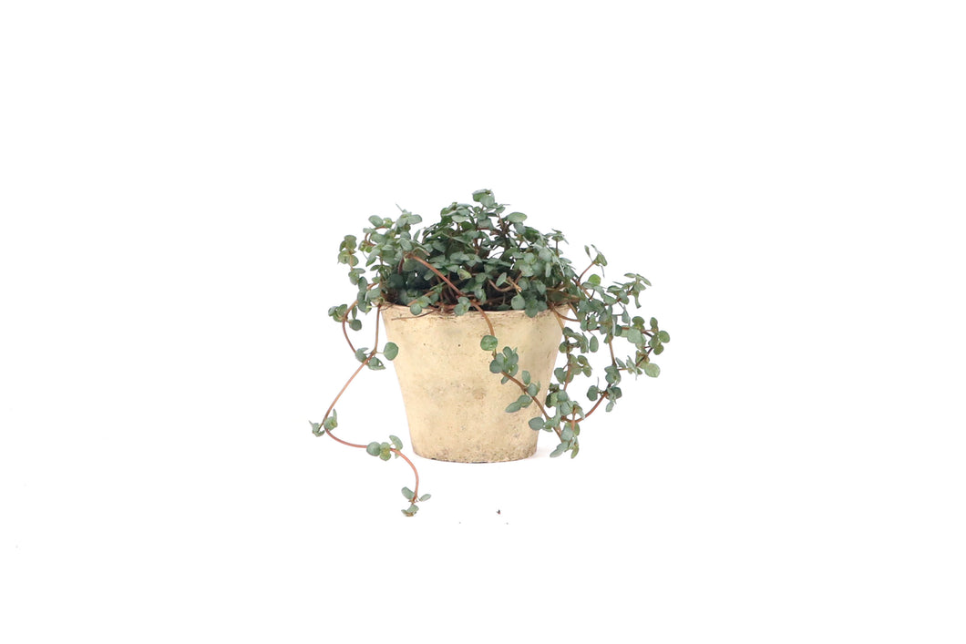 Pilea glaucophylla 'Greyzy'