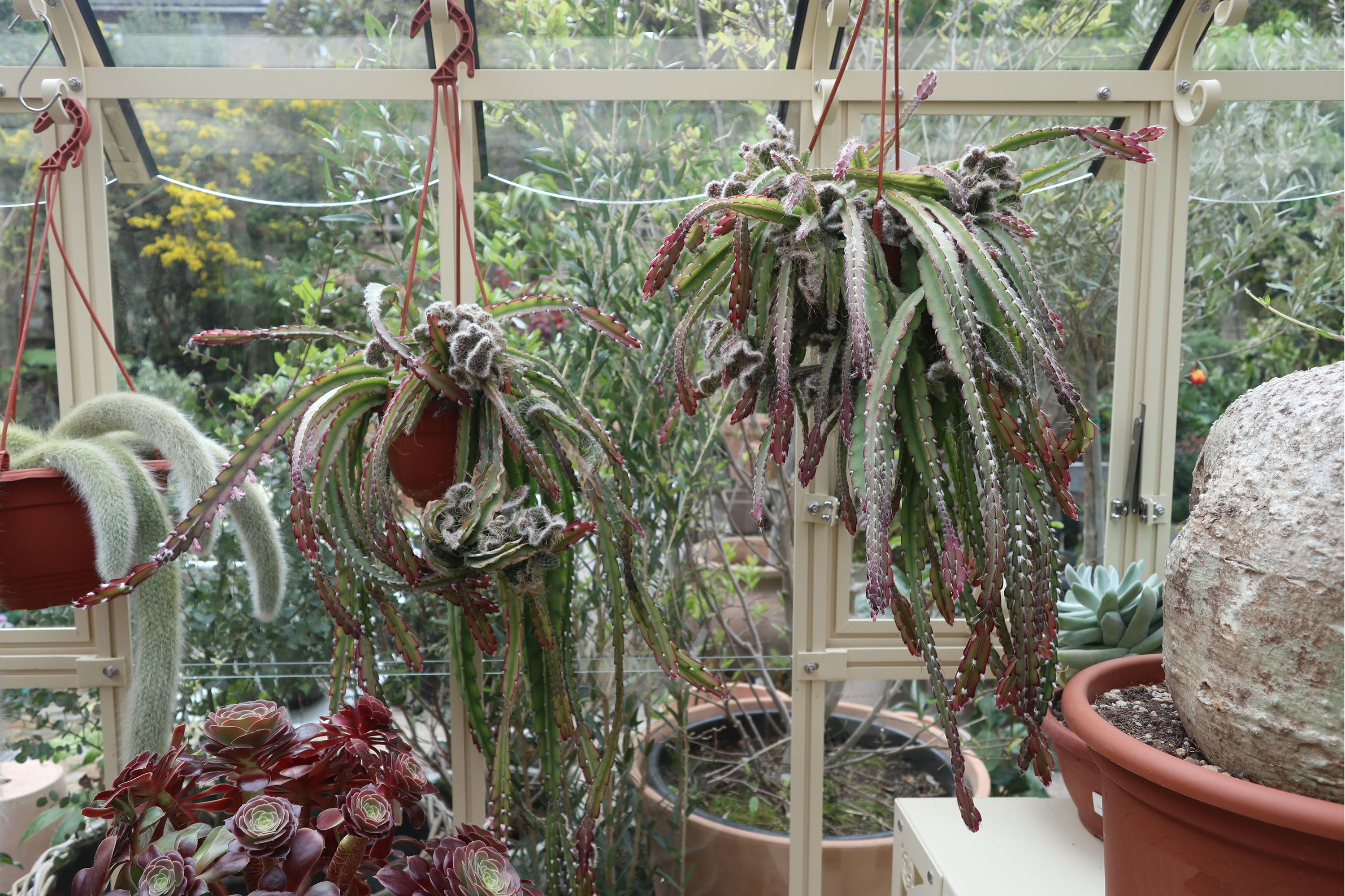 Rhipsalis cruciformis f. cristata – Conservatory Archives