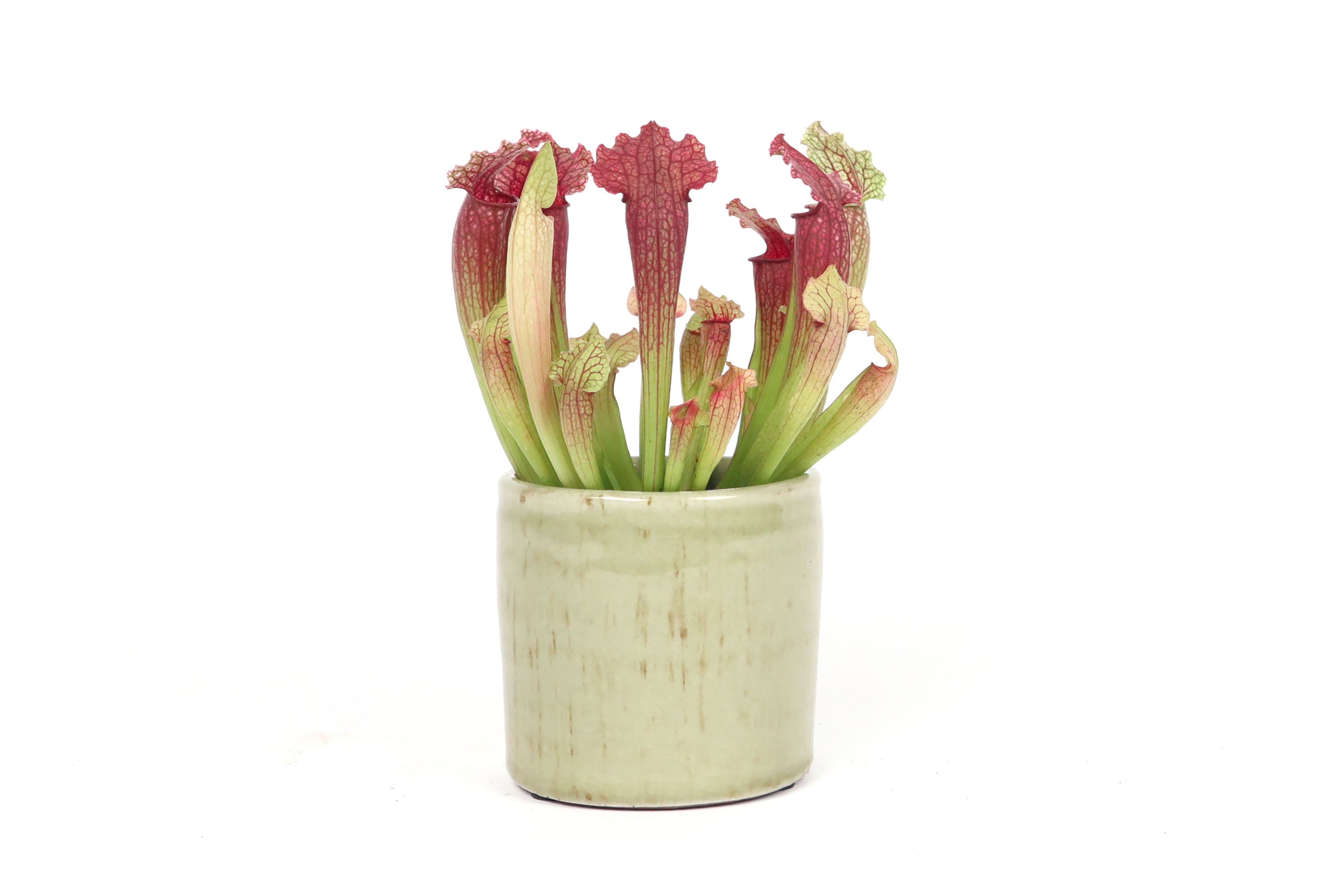 Sarracenia 'Fiona' – Conservatory Archives