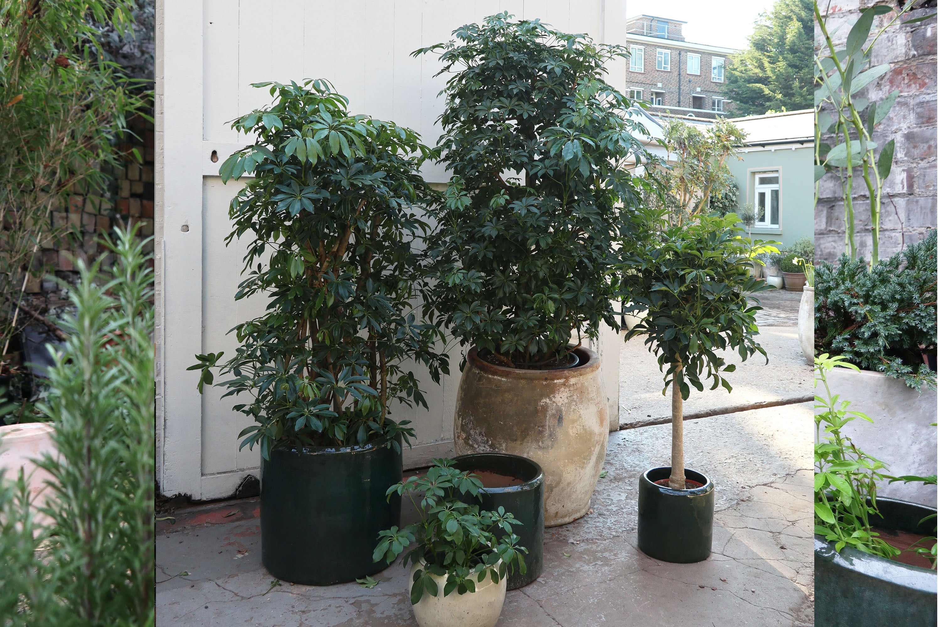 Schefflera arboricola 'Compacta' – Conservatory Archives