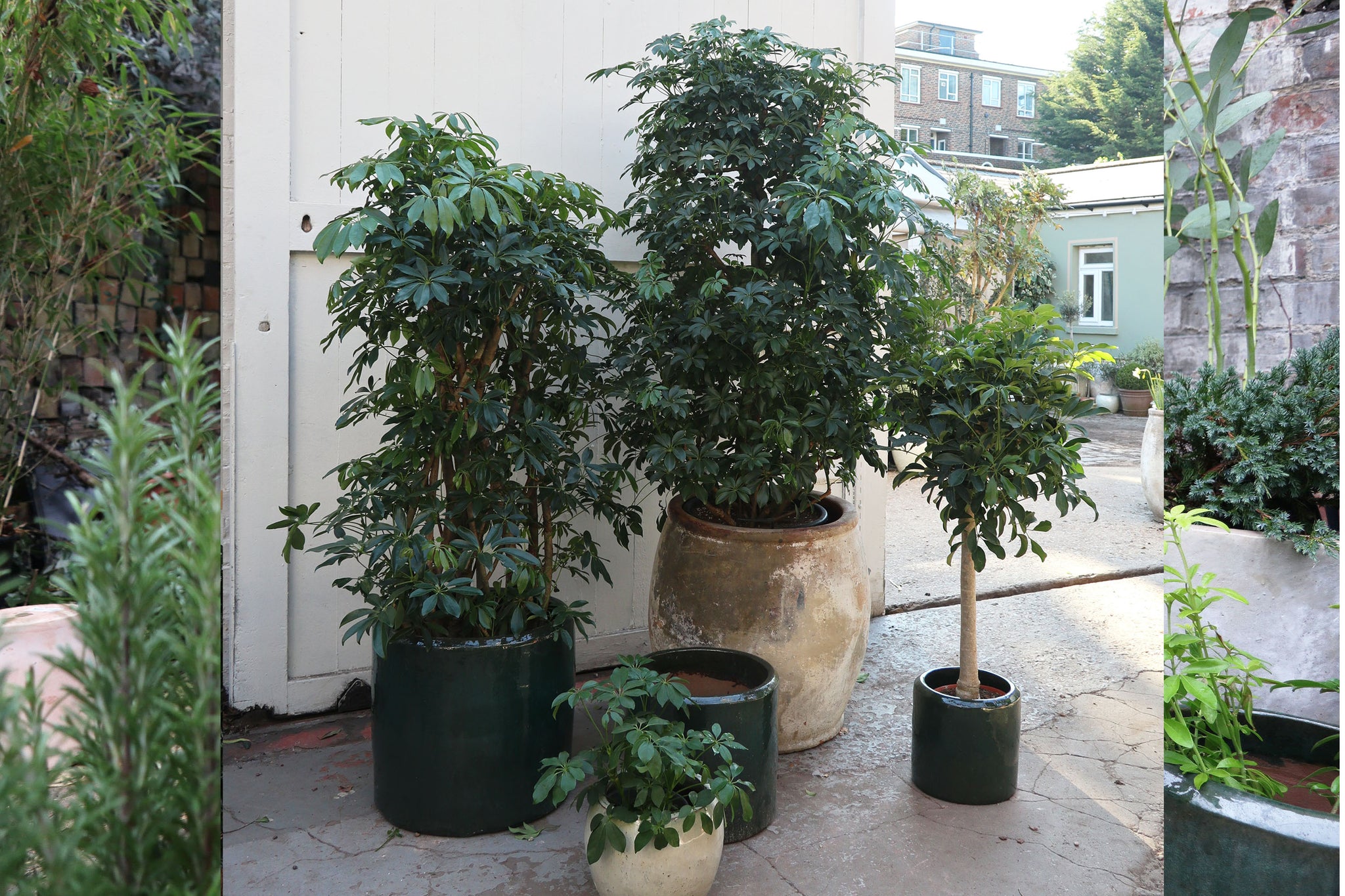 large schefflera arboricola Schefflera arboricola 'Compacta' – Conservatory Archives