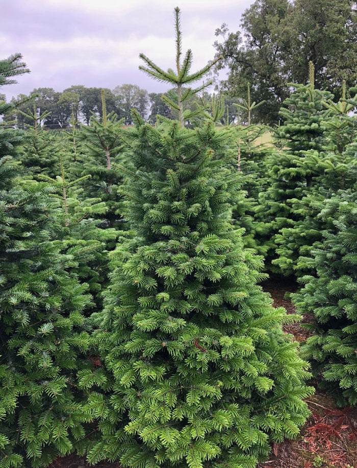 Premium Nordman Slimline