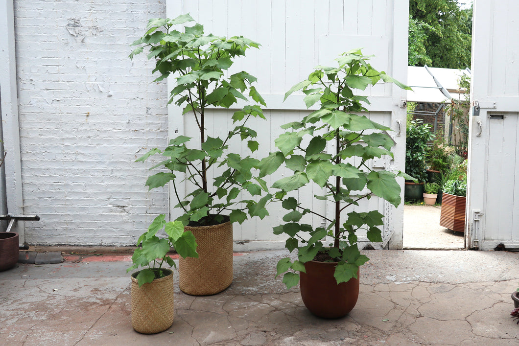 Sparmannia africana