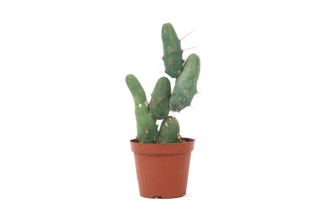 Echinopsis lageniformis (Trichocereus bridgesii) f. monstruosus