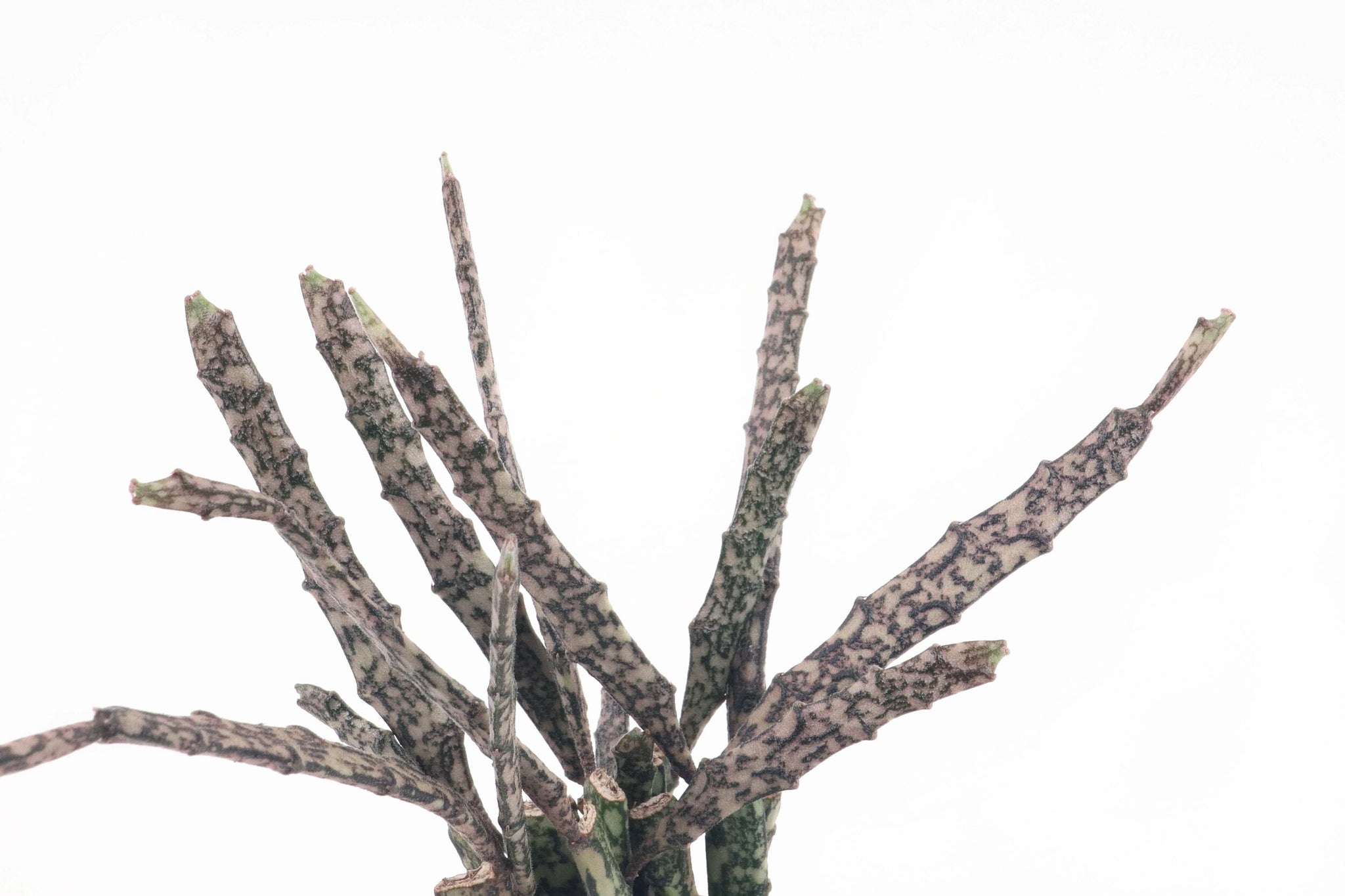 Euphorbia platyclada – Conservatory Archives