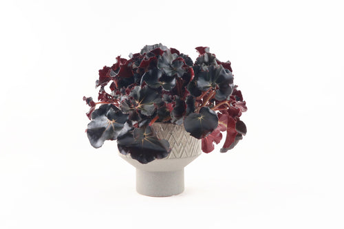 Begonia erythrophylla 'Black Jungle', Begonia, Beefsteak Begonia, Heirloom Hybrid Begonia, Black Leaves, Tropical Plant, Indoor Plant, Indoor Plants, House Plant, Conservatory Archives
