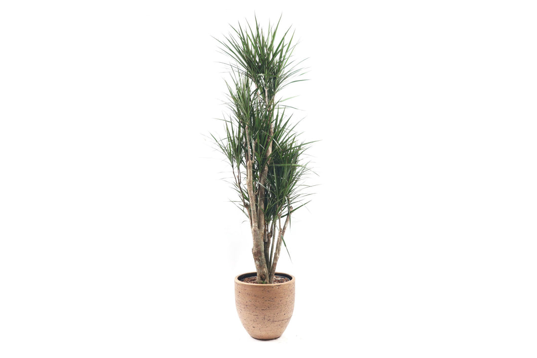 dracaena marginata maximum height Dracaena marginata – Conservatory Archives