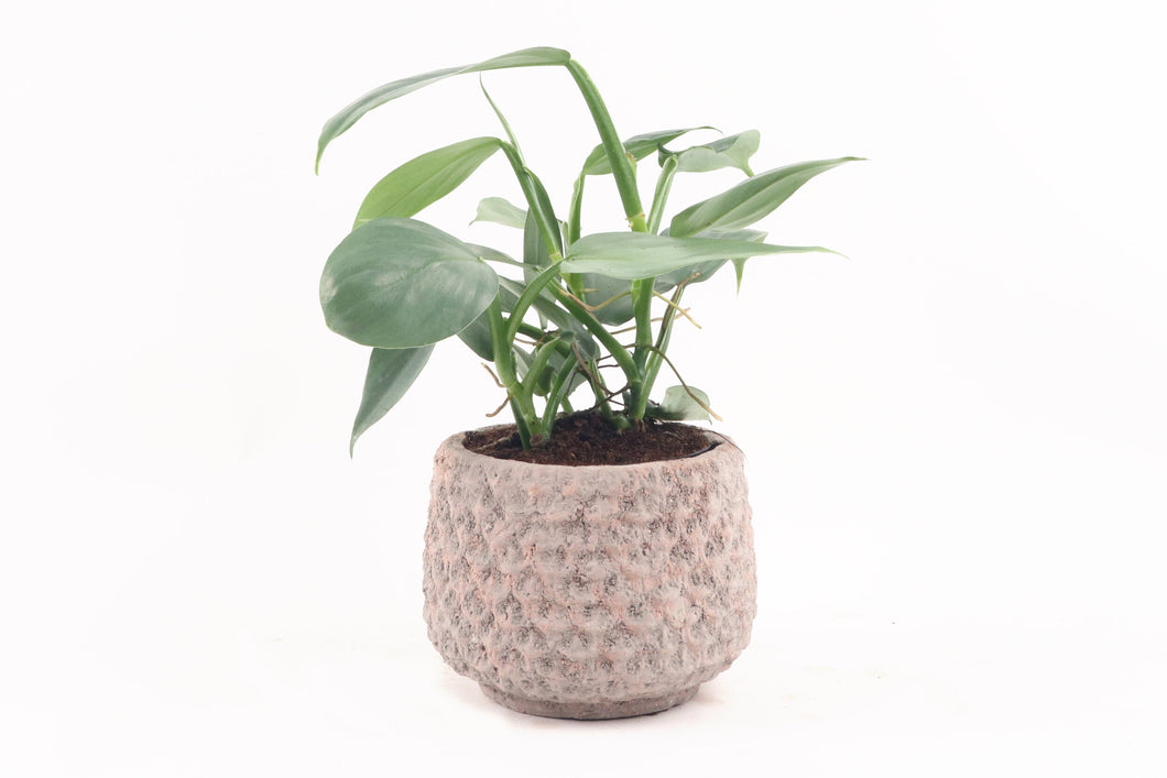philodendron grey Philodendron 'Grey Struik' – Conservatory Archives