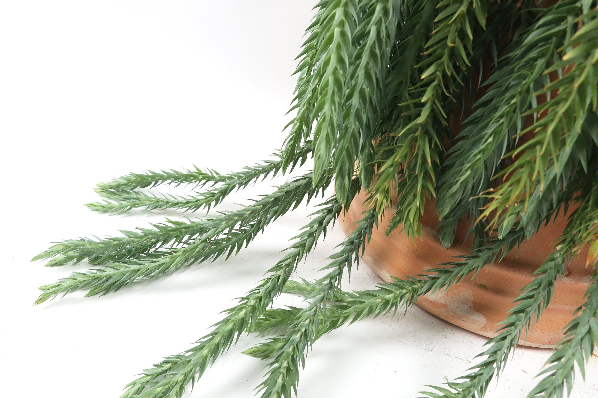 Huperzia goebelii green①　 @bikamori.com 　フペルジア Phlegmariurus (Huperzia) goebelii - buy at Foliage Factory