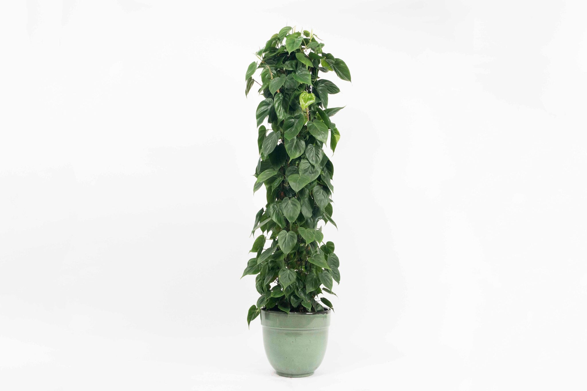 Philodendron scandens