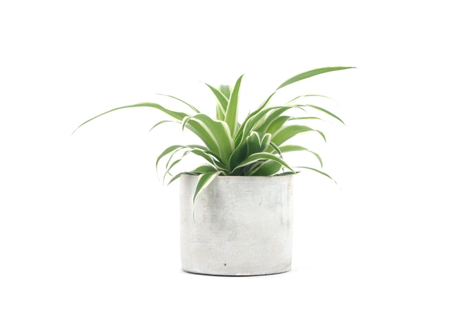 Chlorophytum comosum 'Ocean', Spider Plant, Compact, Tropical Plant, Indoor Plant, Indoor Plants, House Plant, Conservatory Archives