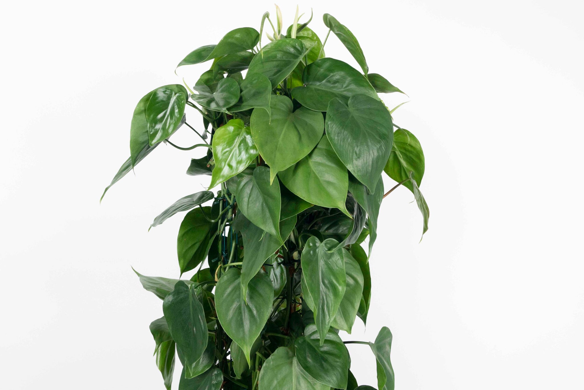 Philodendron scandens