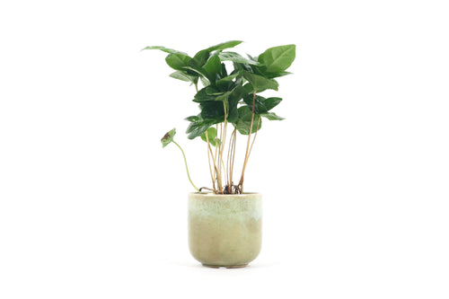 Coffea arabica, Coffea, Arabic coffee, Arabian Coffee, Coffee, Tropical Plant, Indoor Plant, Indoor Plants, House Plant, Conservatory Archives
