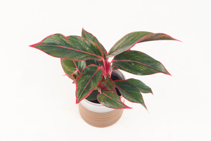 Aglaonema 'Crete', Aglaonema, Red Variegated Leaves, Chinese Evergreen, Philippine Evergreen, Poison Dart Plant, Air Purifying, Tropical Plant, Indoor Plant, Indoor Plants, House Plant, Conservatory Archives