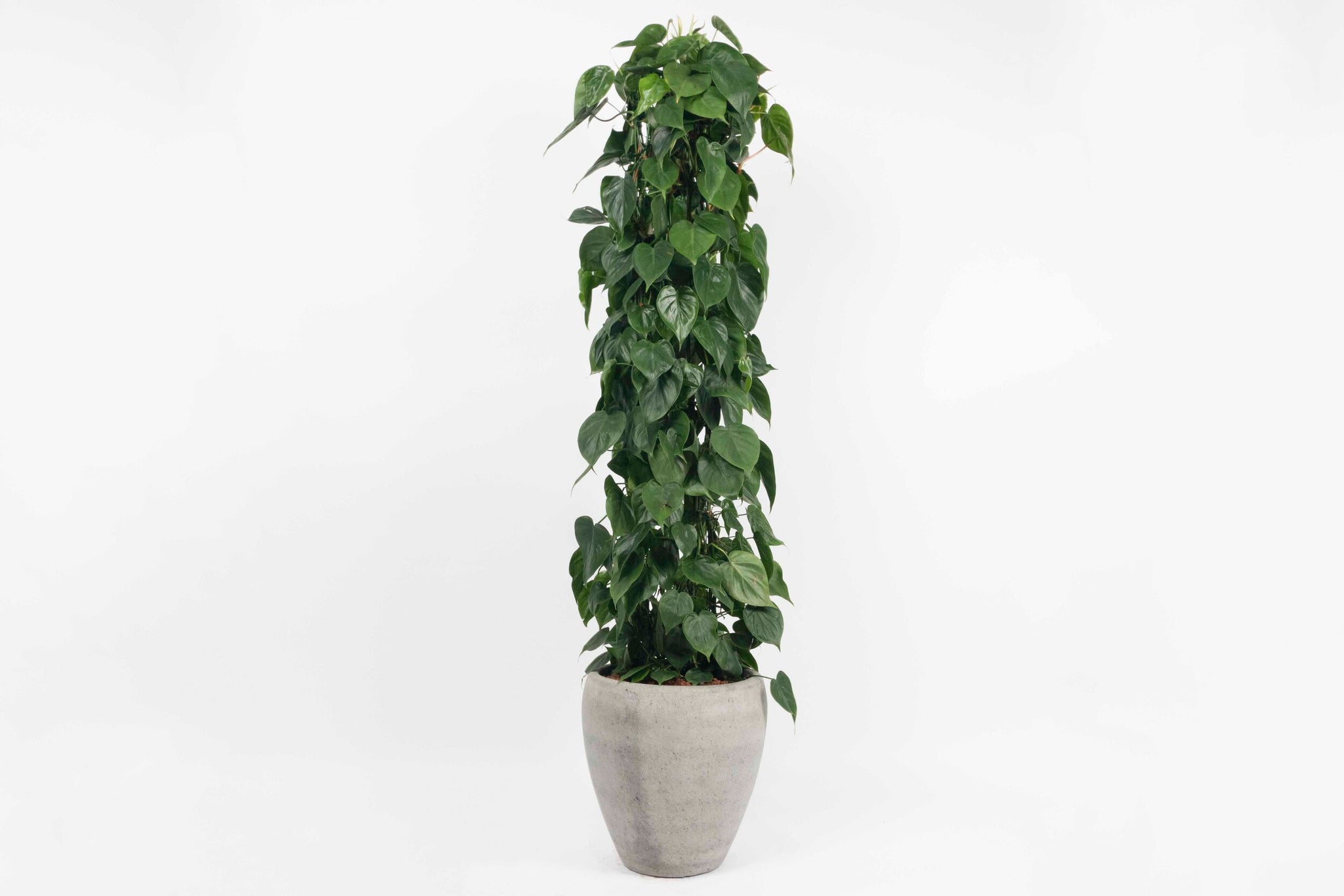 philodendron scandens moss pole Philodendron scandens