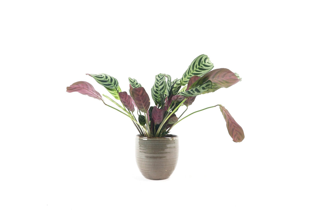 Ctenanthe burle-marxii, fishbone prayer plant, Never Never Pant, Tropical Plant, Indoor Plant, Indoor Plants, House Plant, Conservatory Archives