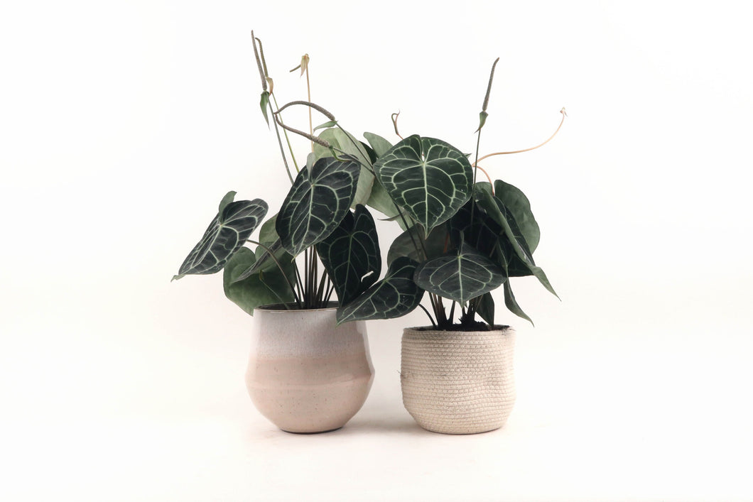 Anthurium clarinervium, Anthurium, Velvet Cardboard Anthurium, Tropical Plant, Indoor Plant, Indoor Plants, House Plant, Conservatory Archives