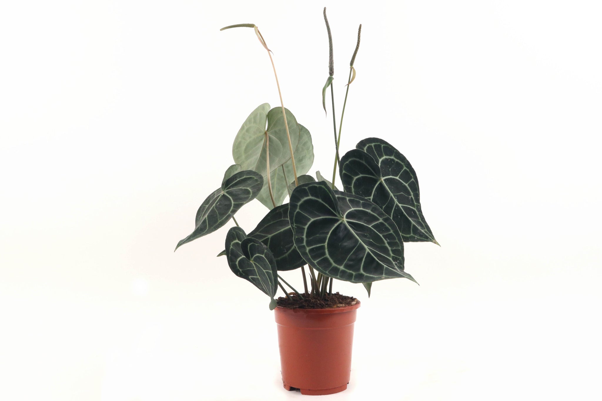 anthurium clarinervium london Anthurium clarinervium – Conservatory Archives