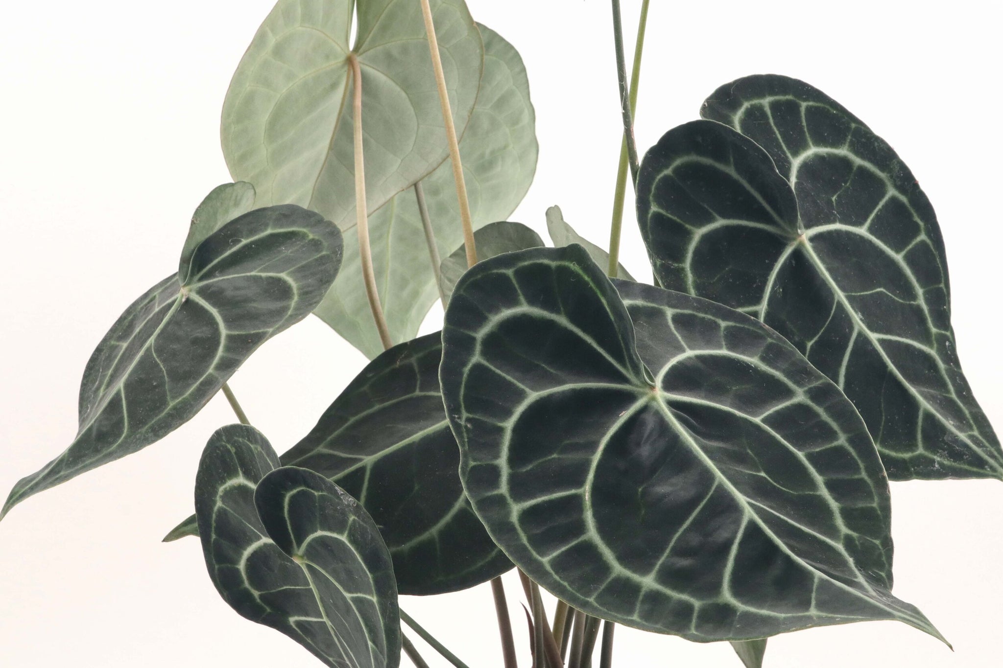 anthurium clarinervium for sale uk Anthurium clarinervium – Conservatory Archives