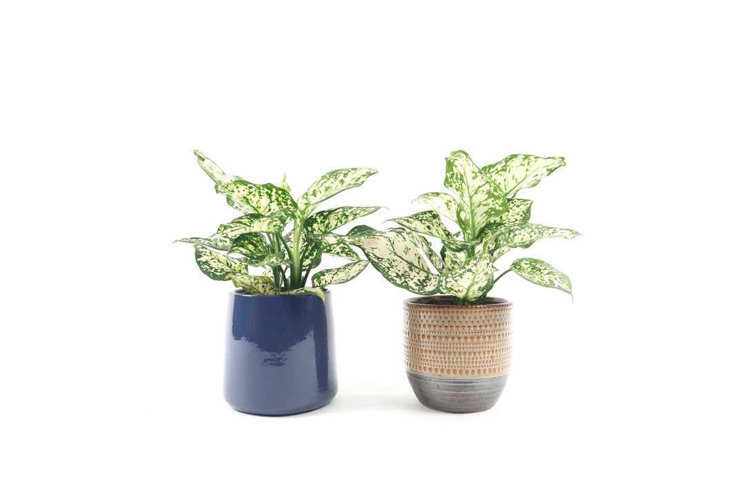 aglaonema ivory Aglaonema 'Ivory Jade' – Conservatory Archives