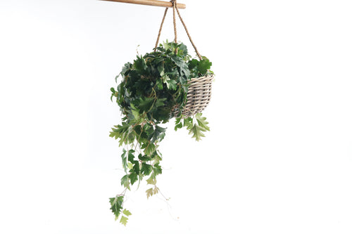 Cissus rhombifolia 'Ellen Danica', Cissus, Grape Vine, Trailing Plant, Tropical Plant, Indoor Plant, Indoor Plants, House Plant, Conservatory Archives