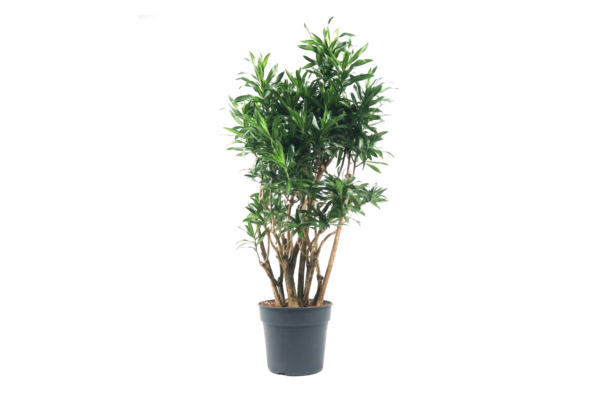 Dracaena (Pleomele) reflexa 'Song of Jamaica' – Conservatory Archives