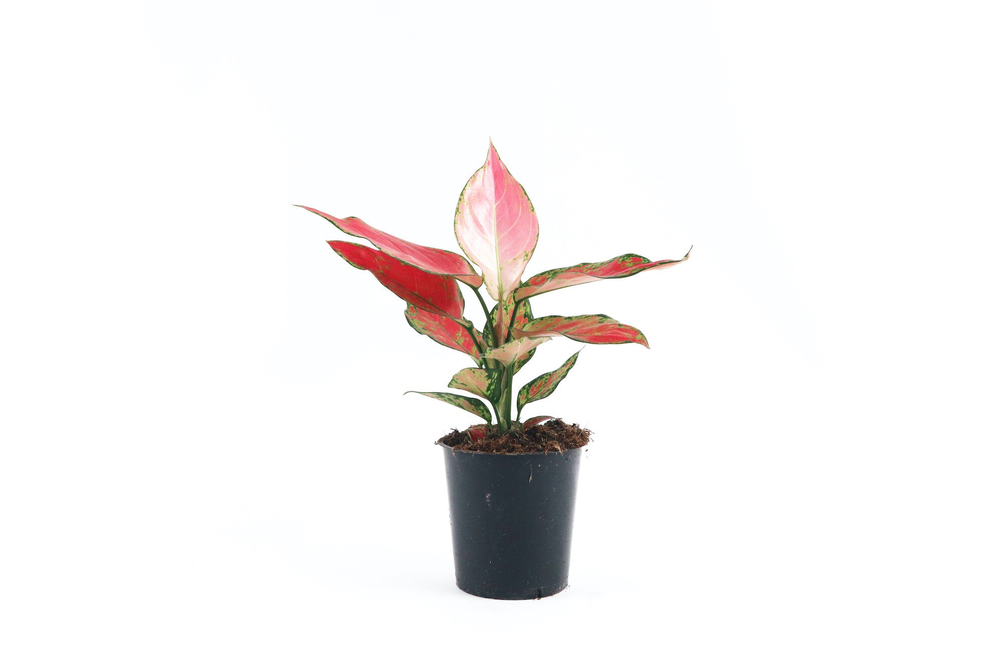 aglaonema cherry baby care Aglaonema 'Cherry Baby' – Conservatory Archives