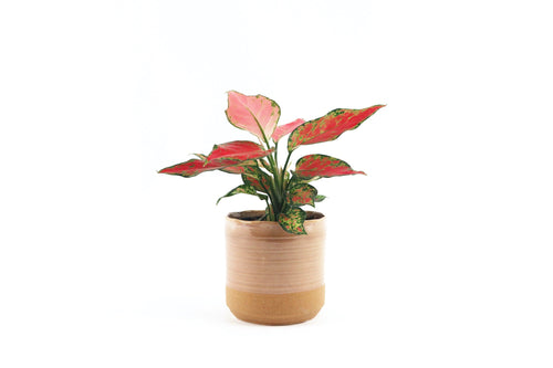 Aglaonema 'Cherry Baby', Aglaonema, Red Leaves, Chinese Evergreen, Philippine Evergreen, Poison Dart Plant, Air Purifying, Tropical Plant, Indoor Plant, Indoor Plants, House Plant, Conservatory Archives