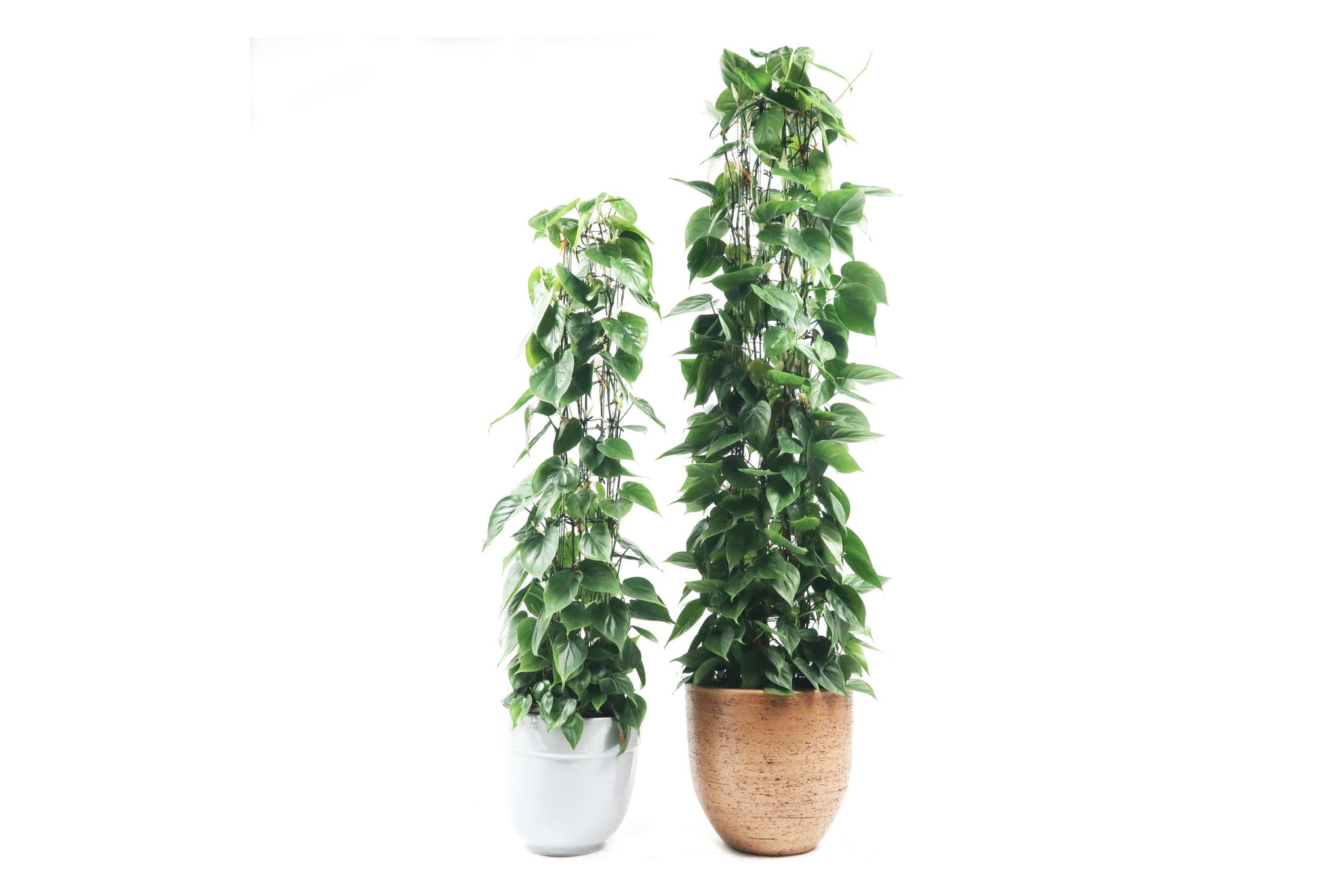 Philodendron scandens