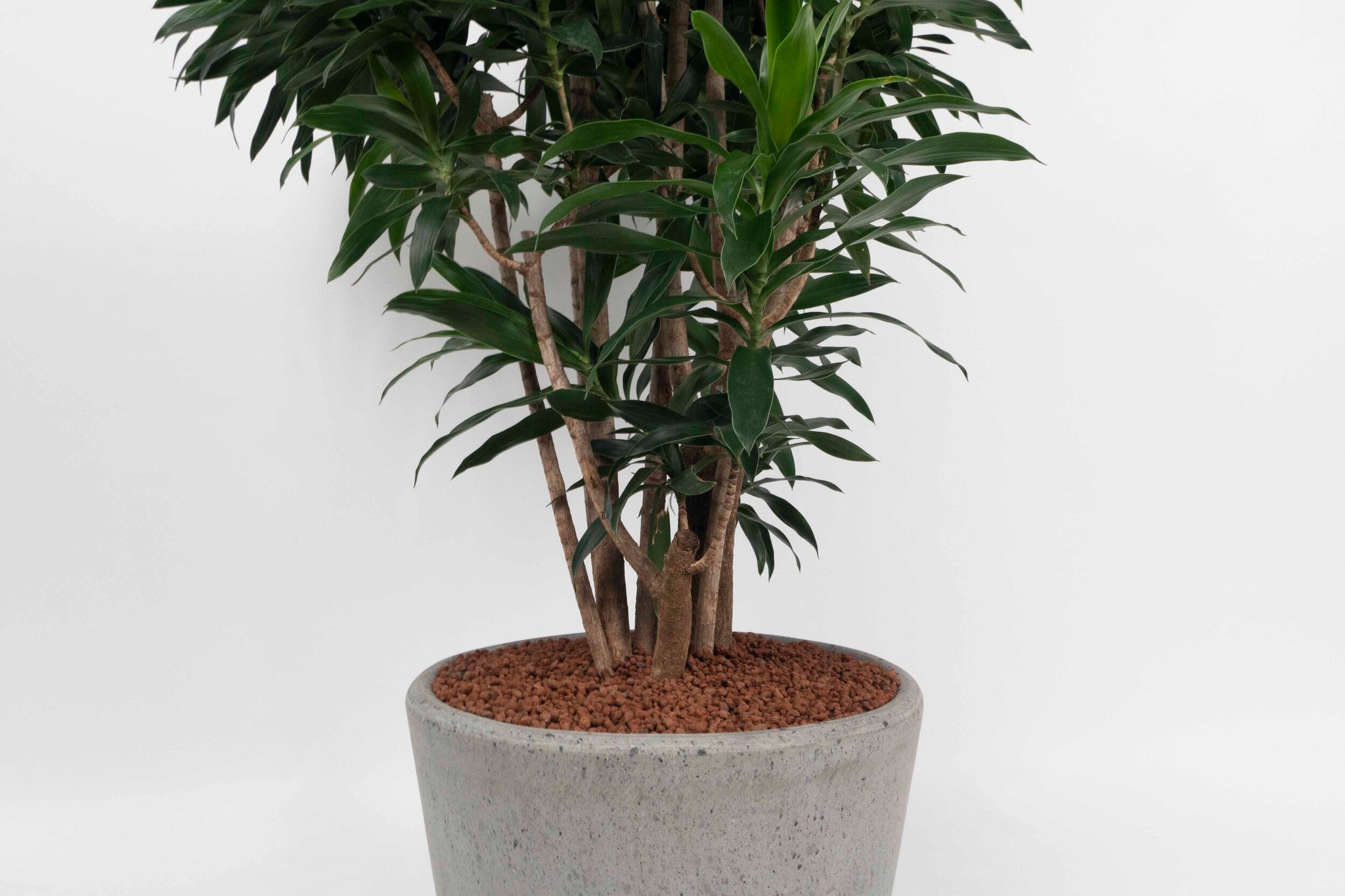 Dracaena (Pleomele) reflexa – Conservatory Archives