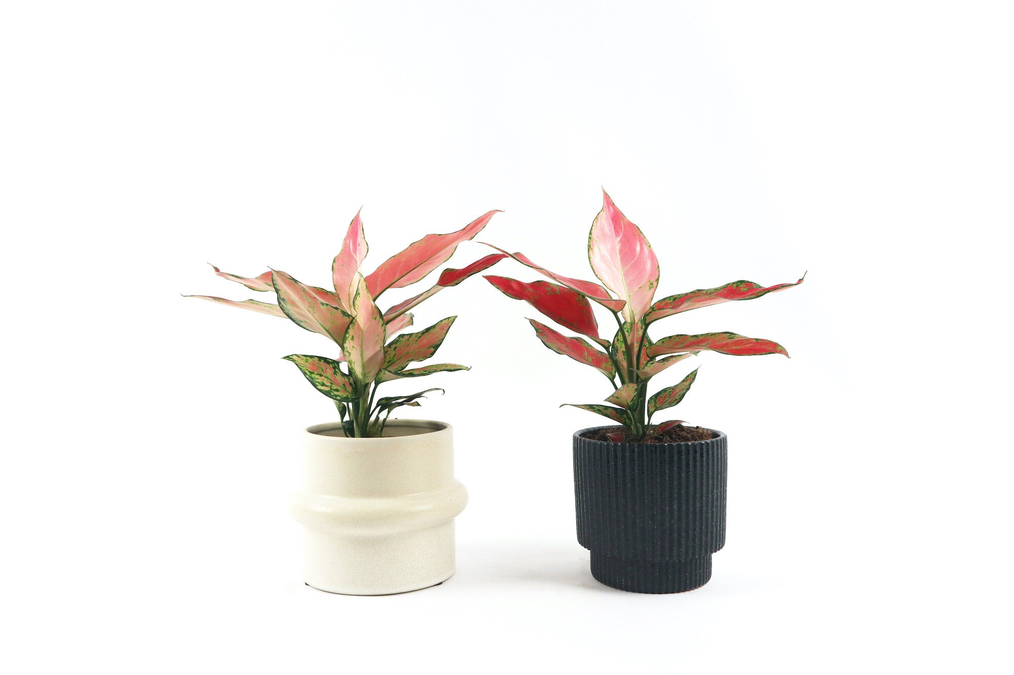 aglaonema cherry baby care Aglaonema 'Cherry Baby' – Conservatory Archives
