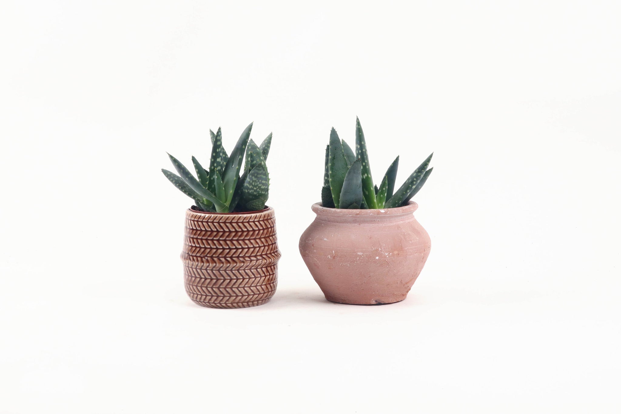 Aloe paradisicum – Conservatory Archives