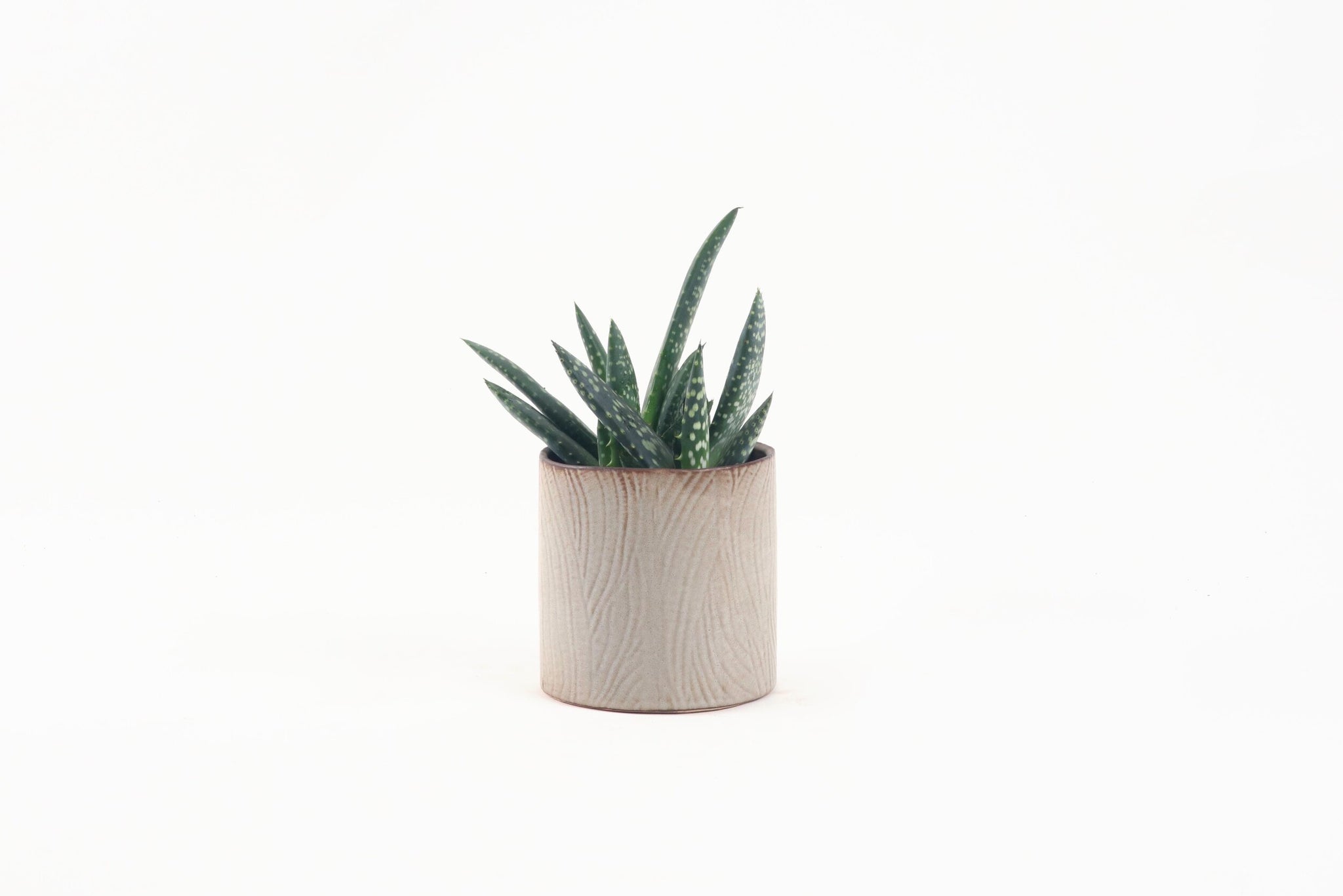Aloe paradisicum – Conservatory Archives