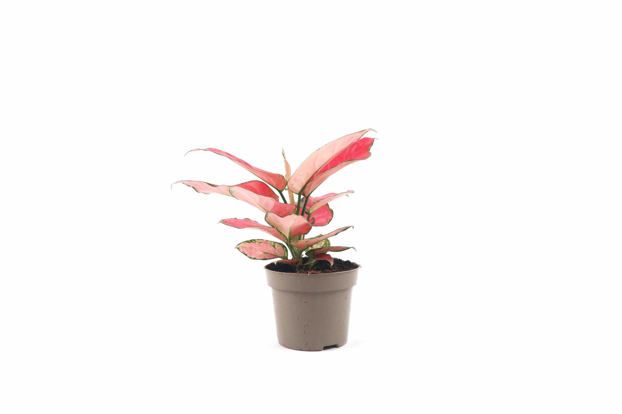 aglaonema pink star flower Aglaonema 'Pink Star' – Conservatory Archives
