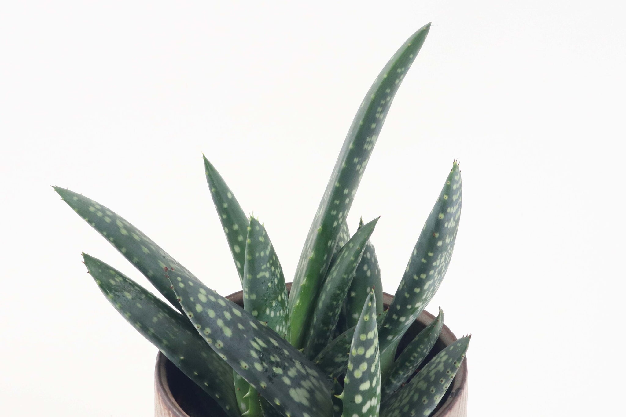 Aloe paradisicum – Conservatory Archives