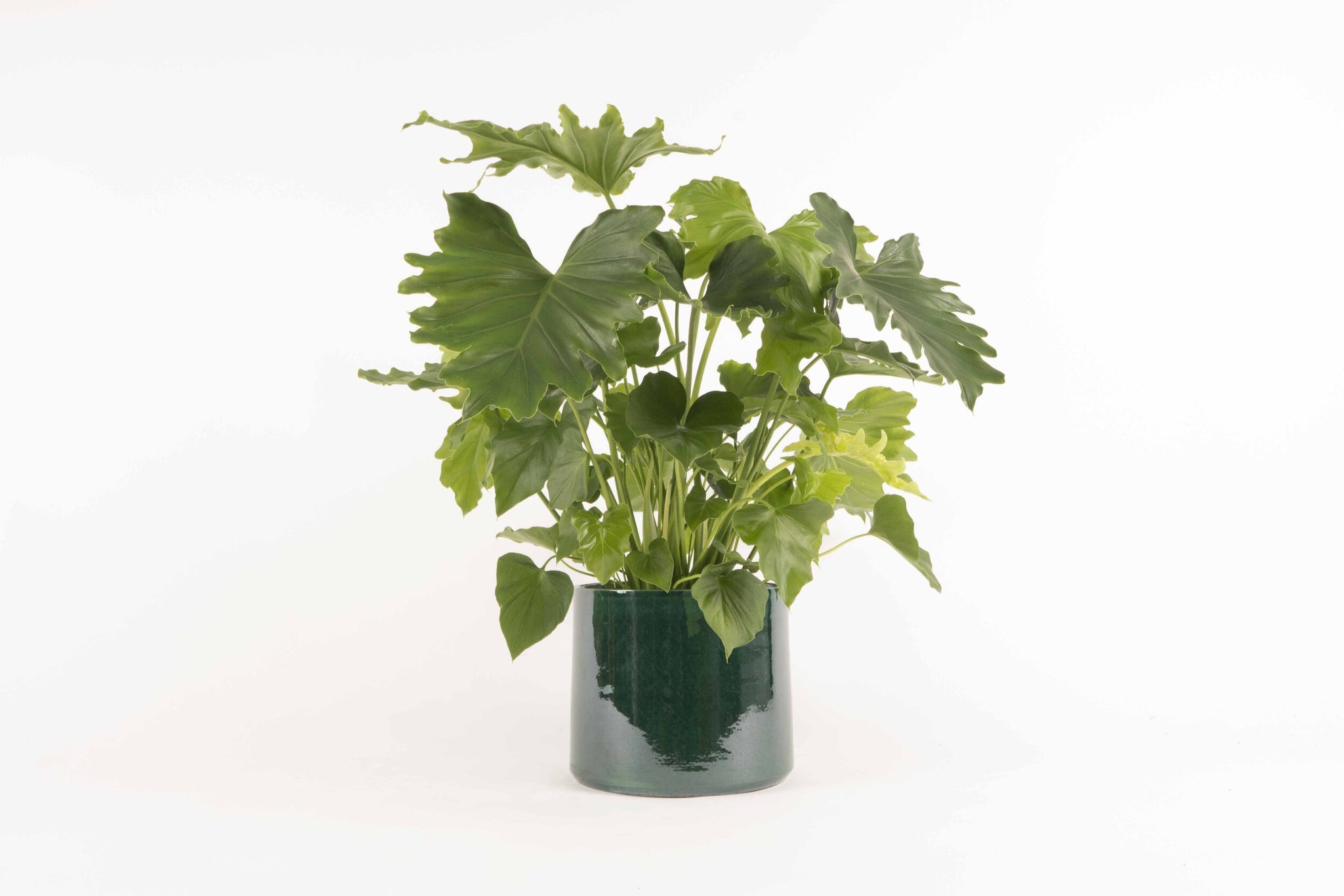Philodendron bipinnatifidum 'Shangri-La' – Conservatory Archives