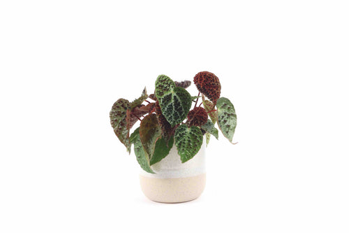 Begonia ferox, Begonia, fierce begonia, Spiky leaves, Tropical Plant, Indoor Plant, Indoor Plants, House Plant, Conservatory Archives