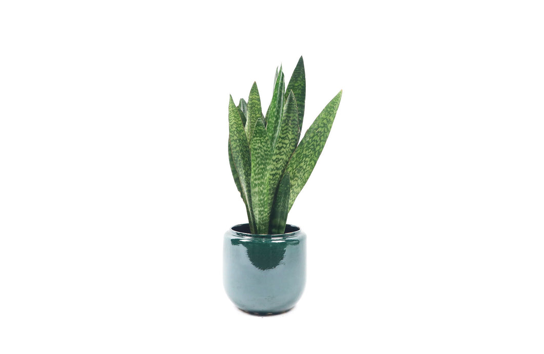 dracaena masoniana Dracaena (Sansevieria) masoniana 'Dragon' – Conservatory Archives