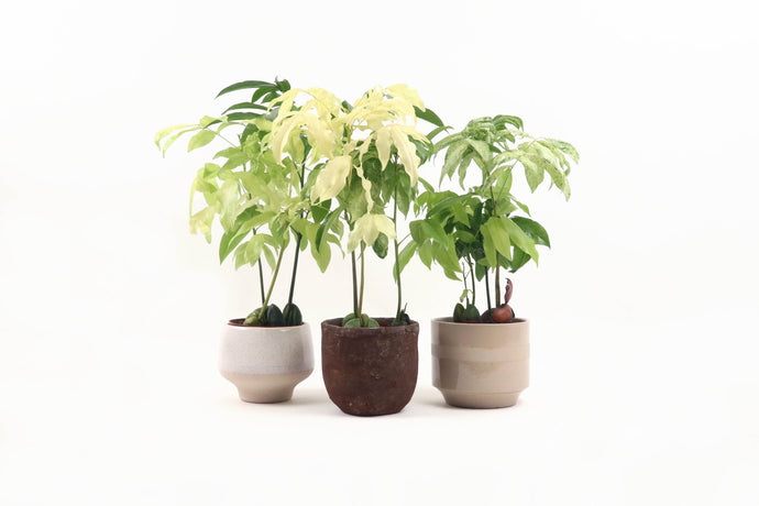 Castanospermum australe ‘Variegata’, Castanospermum, variegated plant, Tropical Plant, Indoor Plant, Indoor Plants, House Plant, Conservatory Archives
