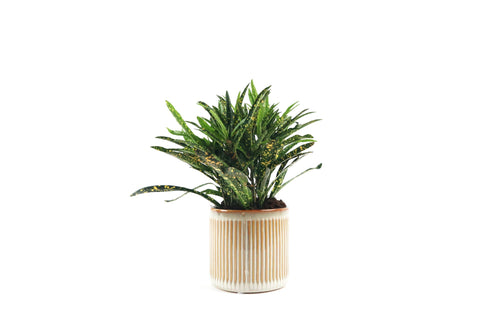 Codiaeum 'Gold Star', Codiaeum, Croton, Tropical Plant, Indoor Plant, Indoor Plants, House Plant, Conservatory Archives
