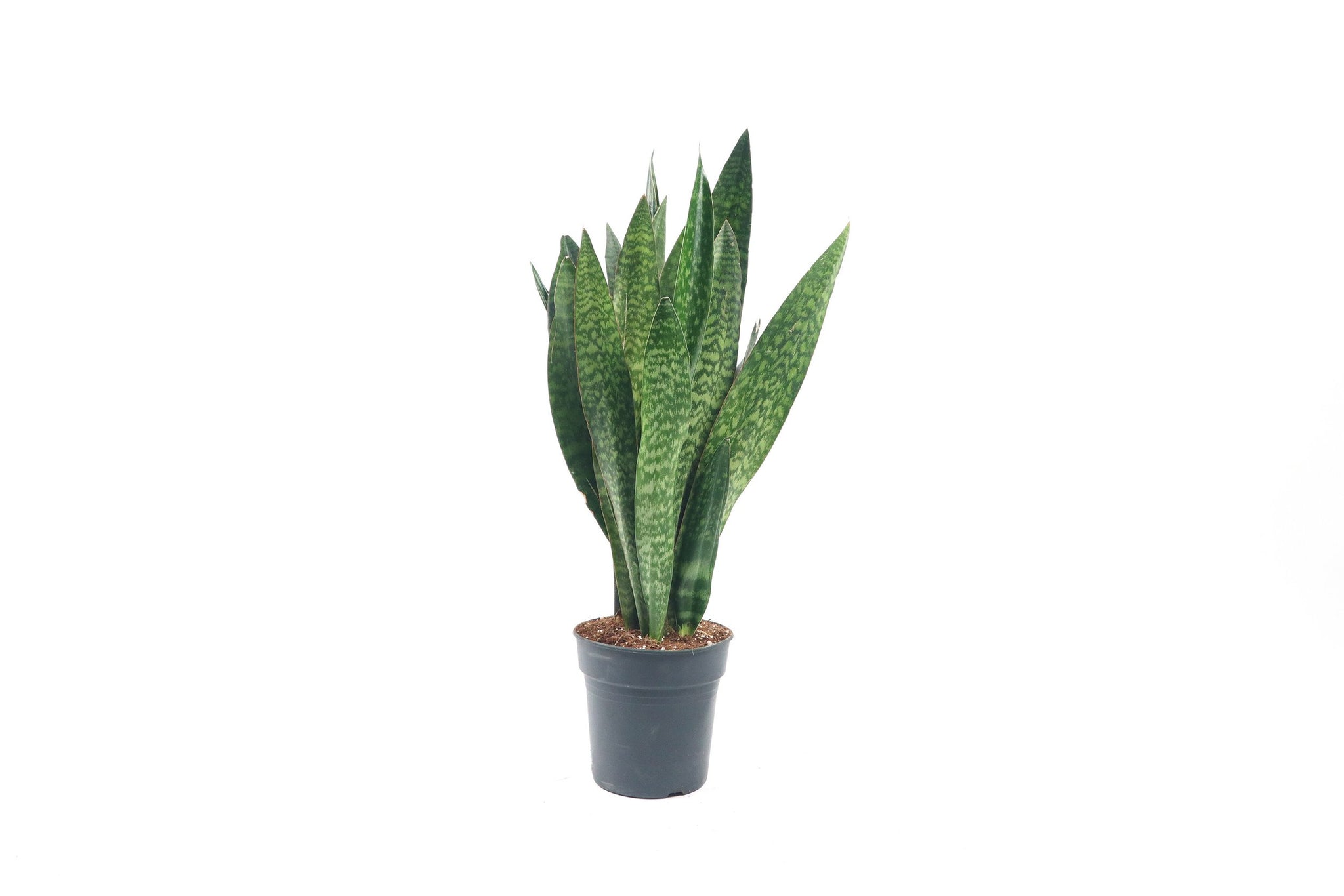 Dracaena (Sansevieria) masoniana 'Dragon' – Conservatory Archives