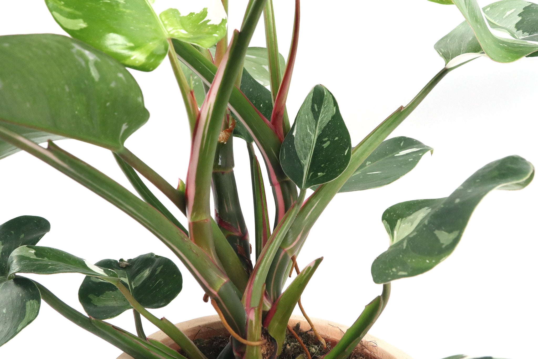 philodendron white princess stem Philodendron erubescens 'White Princess' – Conservatory Archives