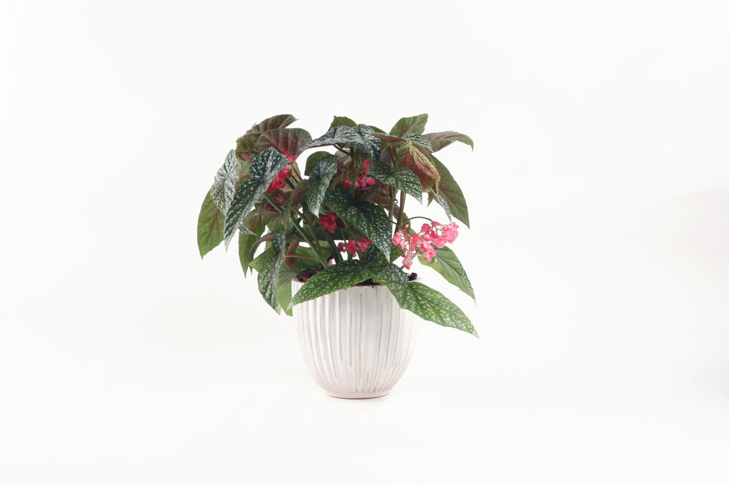 Begonia 'Snowcap', Begonia, angel wing begonia, Spotted Leaves, Pink Flowers, Tropical Plant, Indoor Plant, Indoor Plants, House Plant, Conservatory Archives