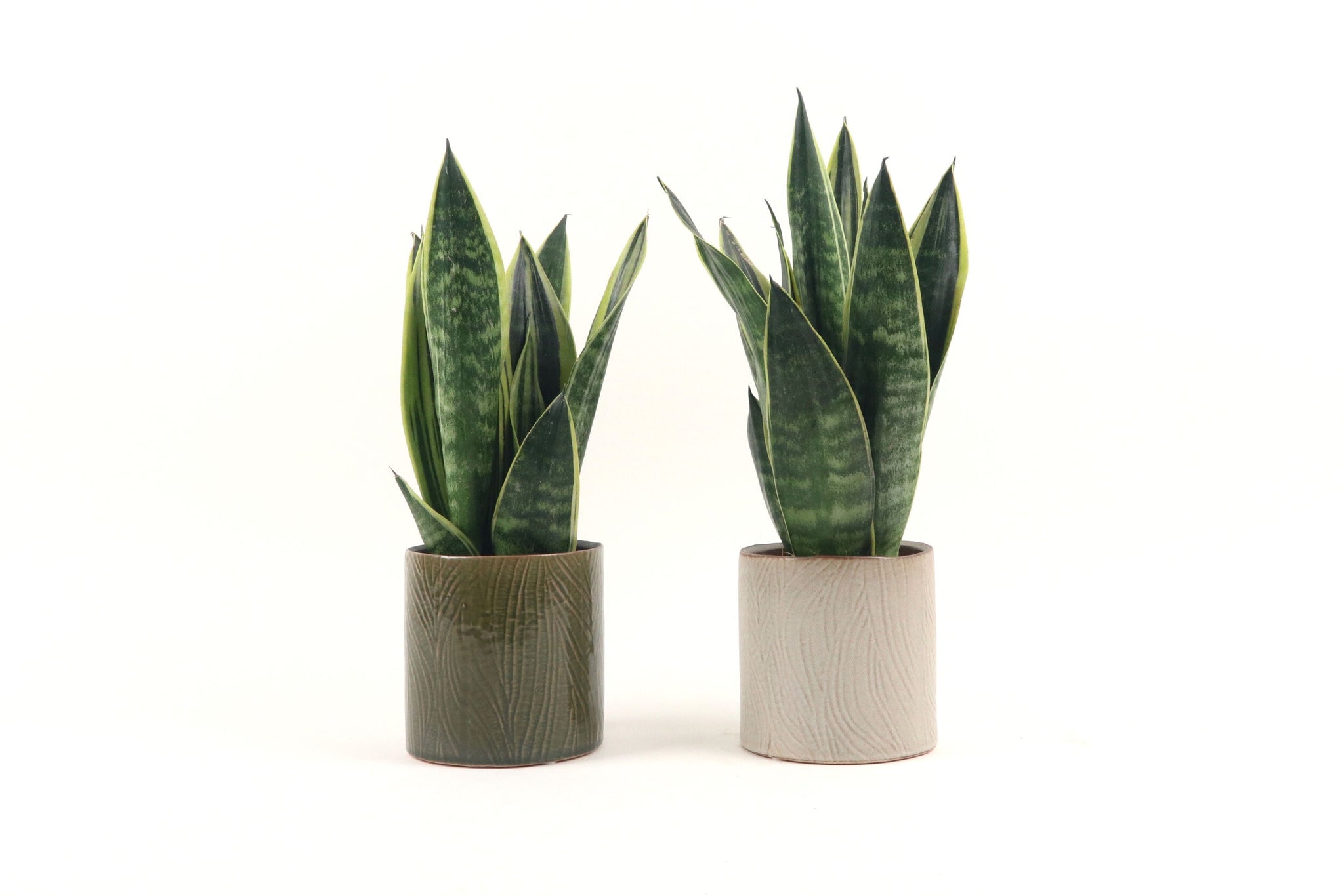 sansevieria canary Dracaena (Sansevieria) trifasciata 'Canary' – Conservatory Archives