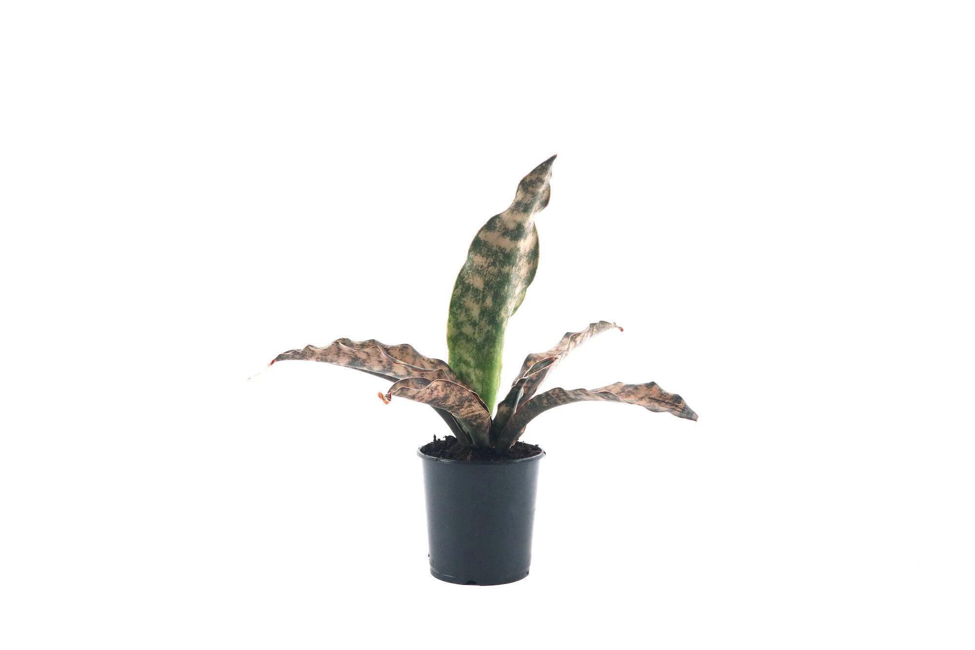 Dracaena (Sansevieria) 'Star Canyon Granite' – Conservatory Archives