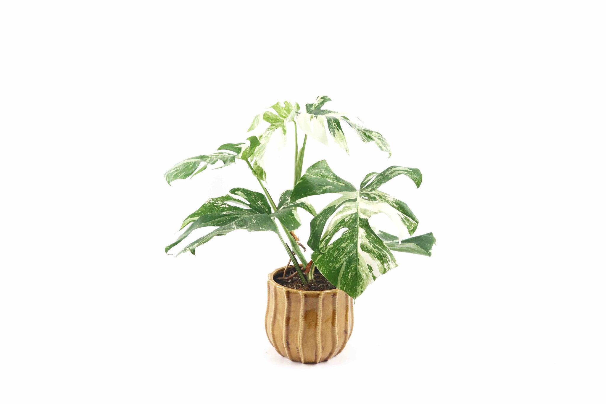 monstera variegata holland Monstera deliciosa 'Variegata' – Conservatory Archives