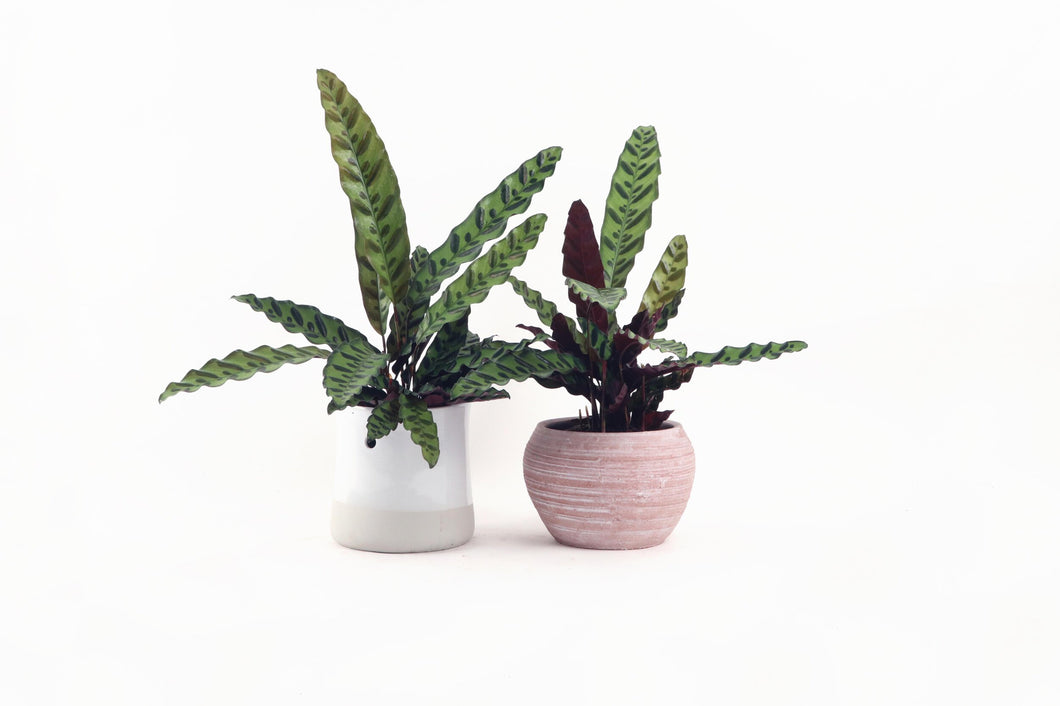 Calathea insignis, rattlesnake plant, Tropical Plant, Indoor Plant, Indoor Plants, House Plant, Conservatory Archives