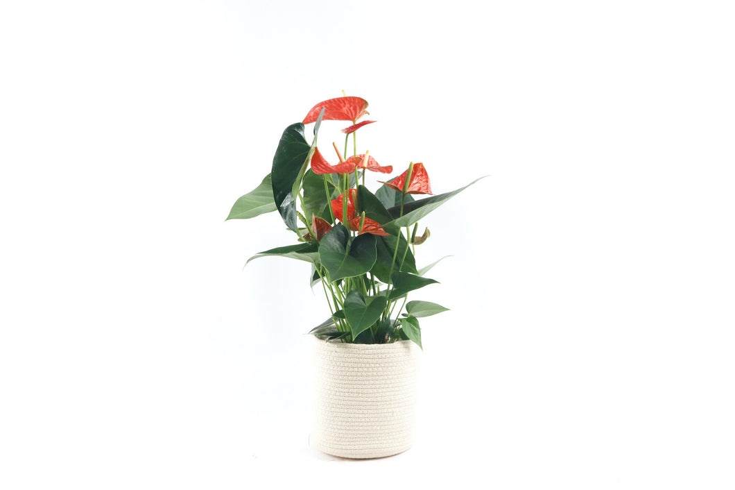 Anthurium andraeanum 'Prince of Orange', Anthurium, Flamingo Flower, Flamingo Lily, Painter's Palette, Laceleaf, Tropical Plant, Indoor Plant, Indoor Plants, House Plant, Conservatory Archives